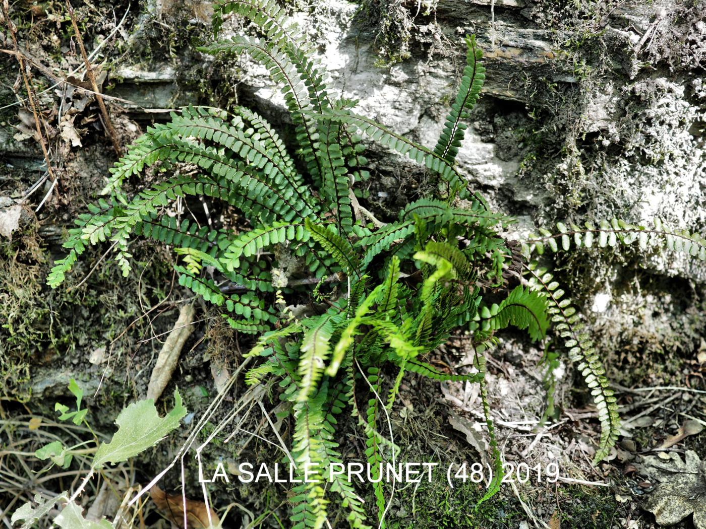 Spleenwort, Maidenhair plant
